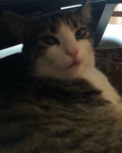 Meet your Posher, Ava